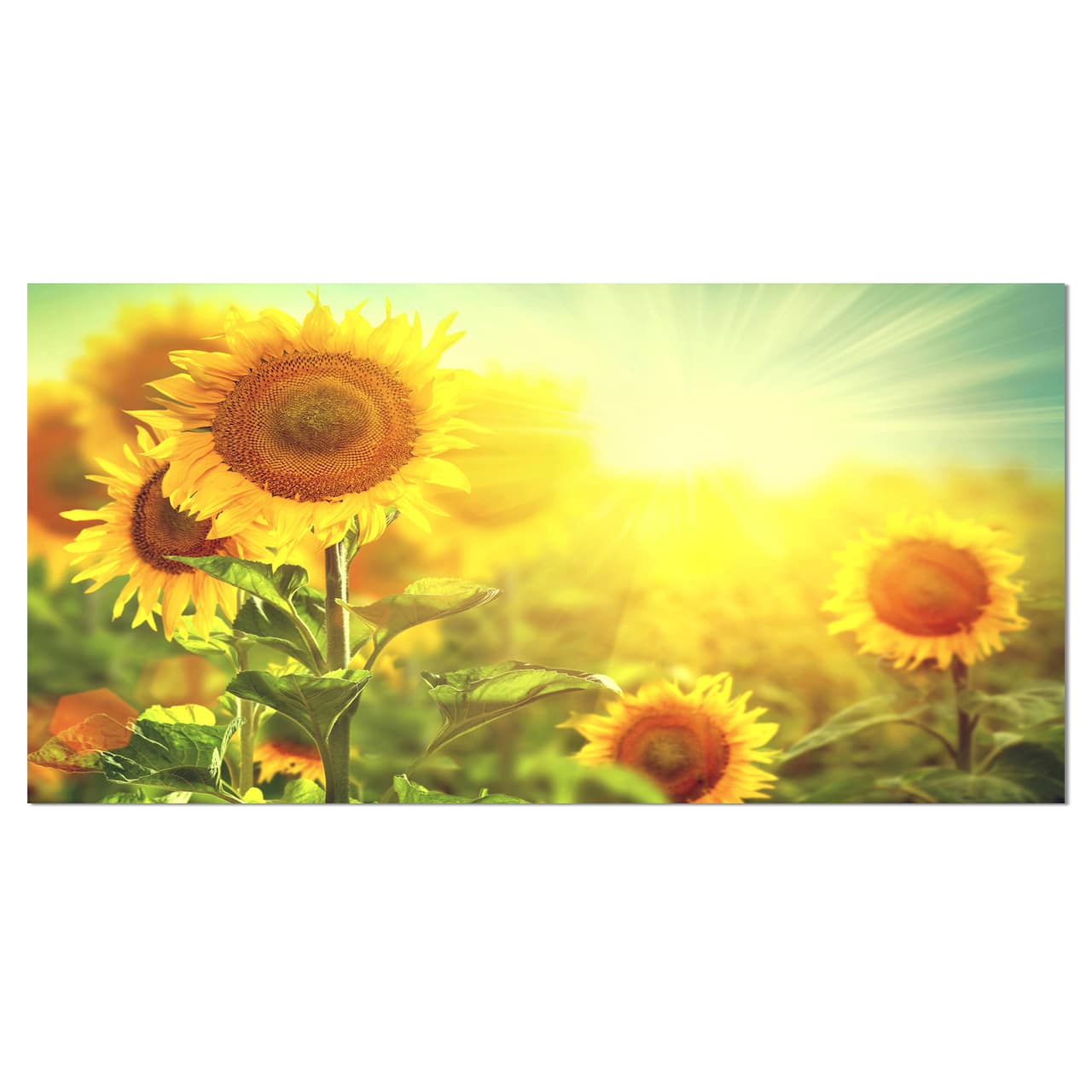 Designart - Sunflowers blooming on the field - Large Animal Canvas Art Print